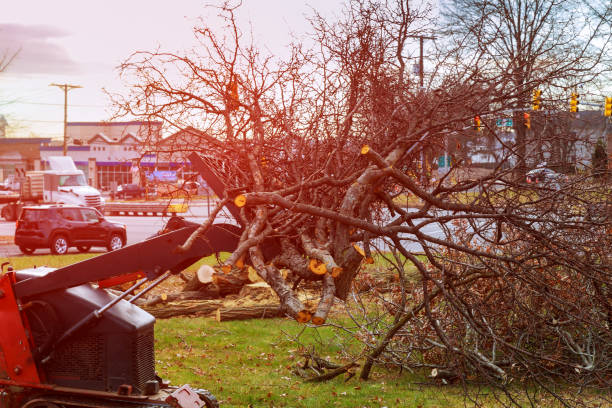 How Our Tree Care Process Works  in  Kenilworth, NJ